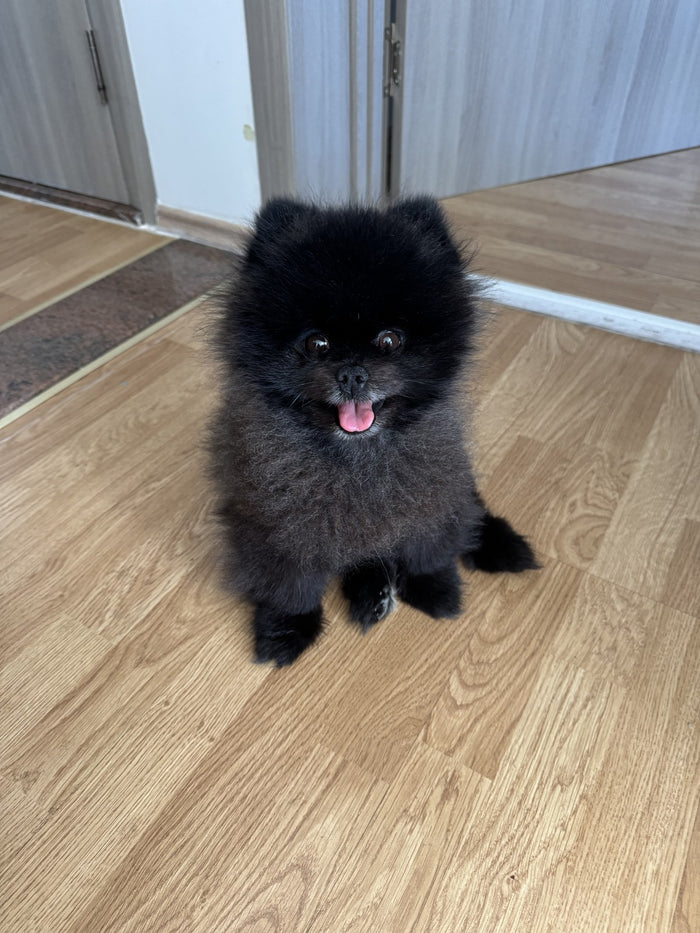 Foto scattata con il telefono di Portoriko, uno Spitz di Pomerania nero: la foto di partenza per i suoi ritratti